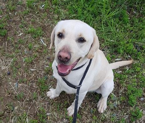  1.5 year old male Labrador looking for a new home