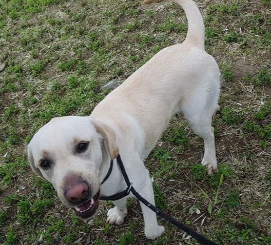  1.5 year old male Labrador looking for a new home