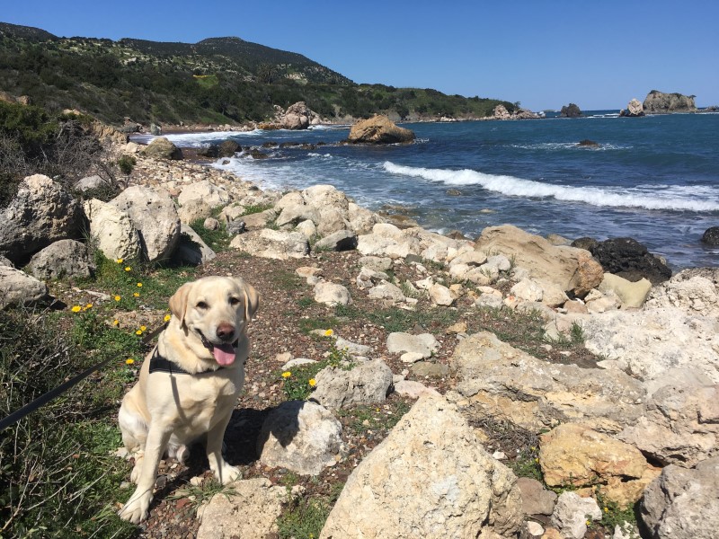 Dog'sDayOut: Paphos Beaches - Neo Chorio Dog Beach Near Akamas, Polis