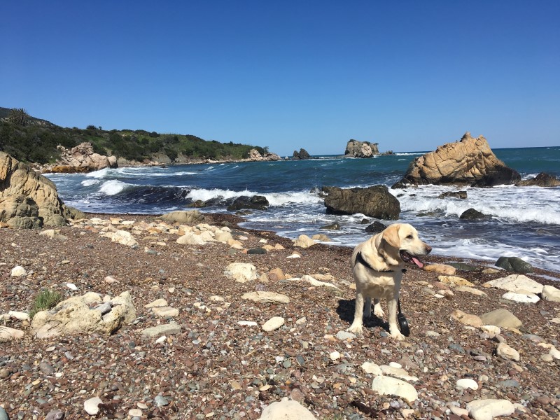 Neo Chorio Dog Beach Near Akamas, Polis