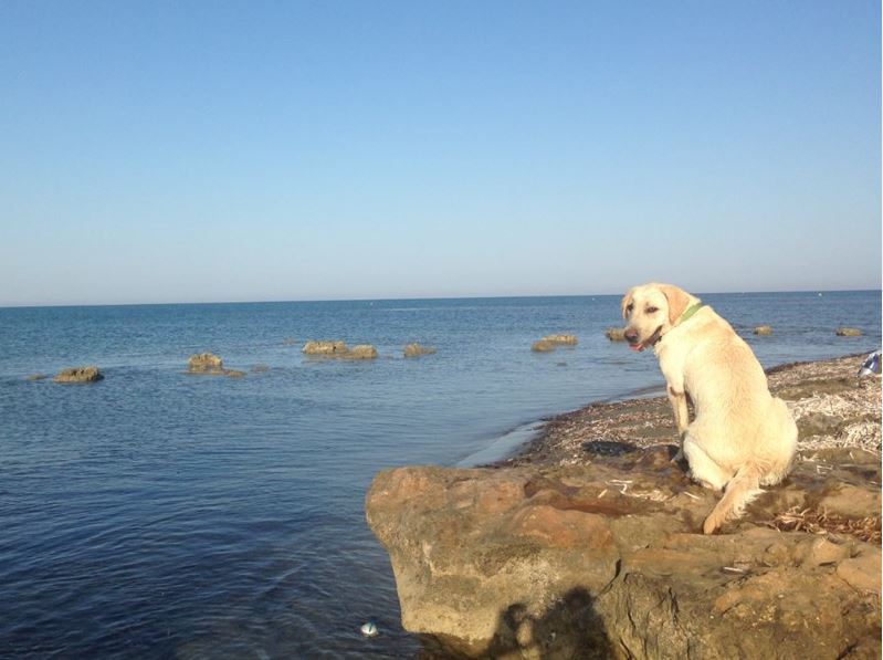 Dog'sDayOut: Larnaca Beaches - Dog beach in Kashianes area ...