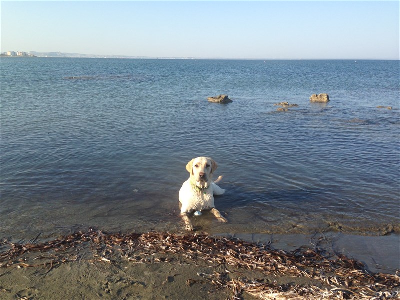Dog'sDayOut: Larnaca Beaches - Dog beach in Kashianes area ...