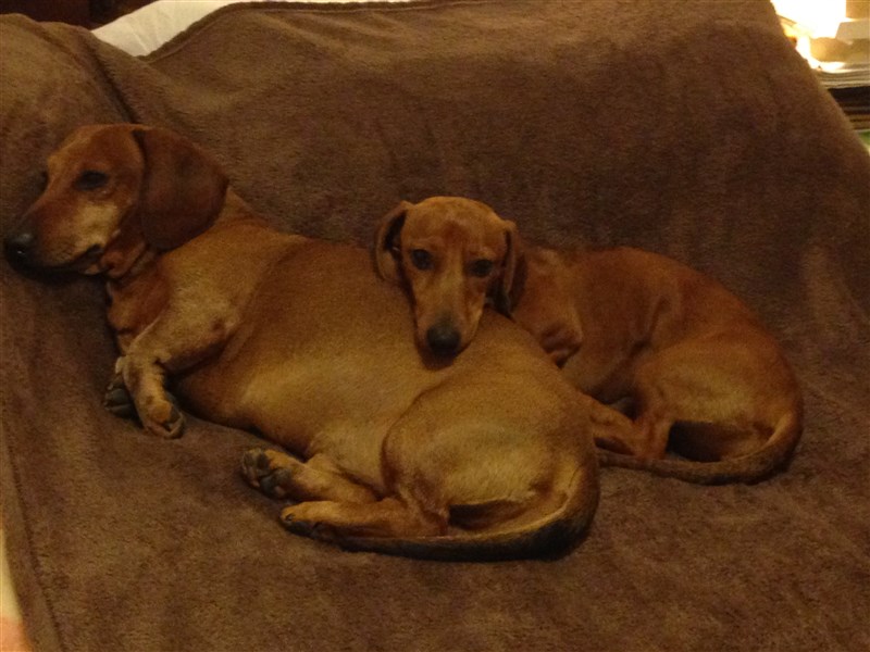 Adoption - Chanel, female dachshund, lost near Pascal School, Limassol