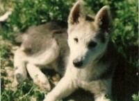Rex, young male Husky, lost in Larnaca